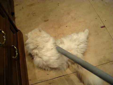      persian cat cute kid ( cat vacuum )