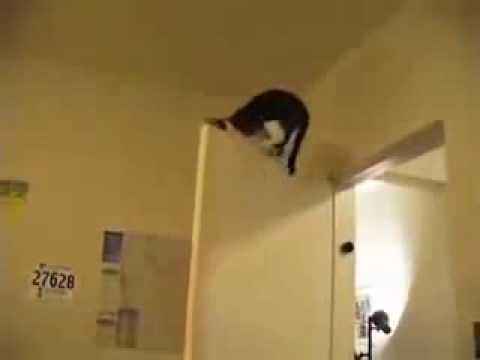 Cat Mission Impossible -   