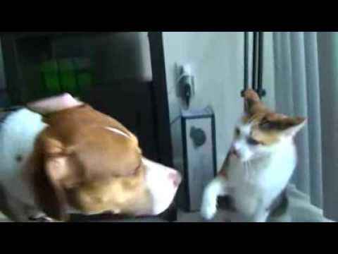 Brutal fight! Cat vs. Dog   