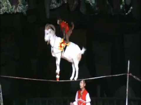 AWESOME Circus trick!! (   )